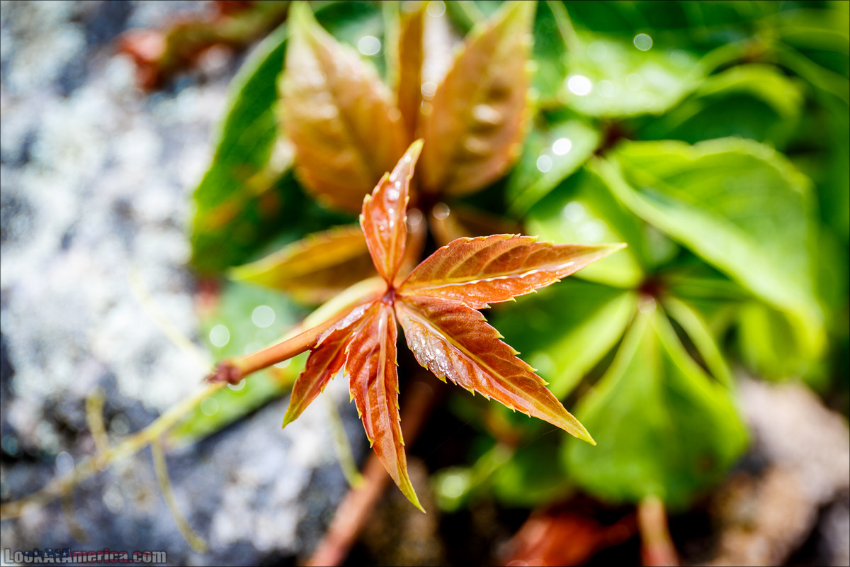 Национальный парк Шенандоа | Shenandoah national park | LookAtAmerica.com - Большое Американское путешествие LookAtIsrael.com