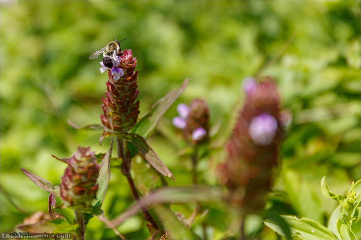 Национальный парк Шенандоа | Shenandoah national park | LookAtAmerica.com - Большое Американское путешествие LookAtIsrael.com