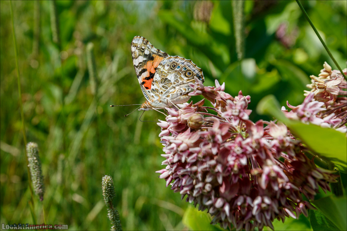 Национальный парк Шенандоа | Shenandoah national park | LookAtAmerica.com - Большое Американское путешествие LookAtIsrael.com
