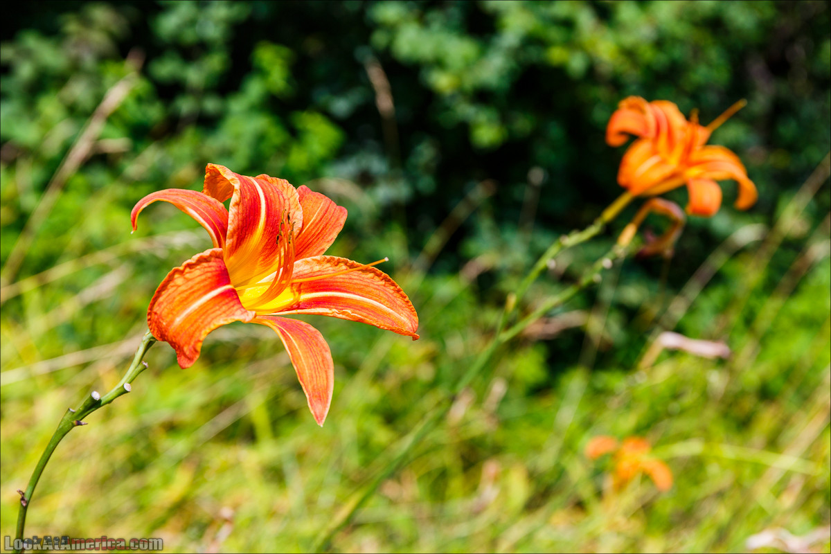 Национальный парк Шенандоа | Shenandoah national park | LookAtAmerica.com - Большое Американское путешествие LookAtIsrael.com