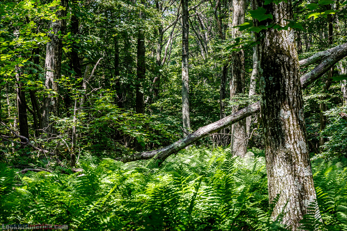 Национальный парк Шенандоа | Shenandoah national park | LookAtAmerica.com - Большое Американское путешествие LookAtIsrael.com