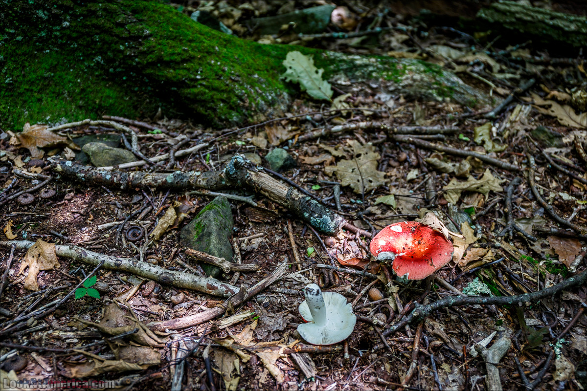 Национальный парк Шенандоа | Shenandoah national park | LookAtAmerica.com - Большое Американское путешествие LookAtIsrael.com