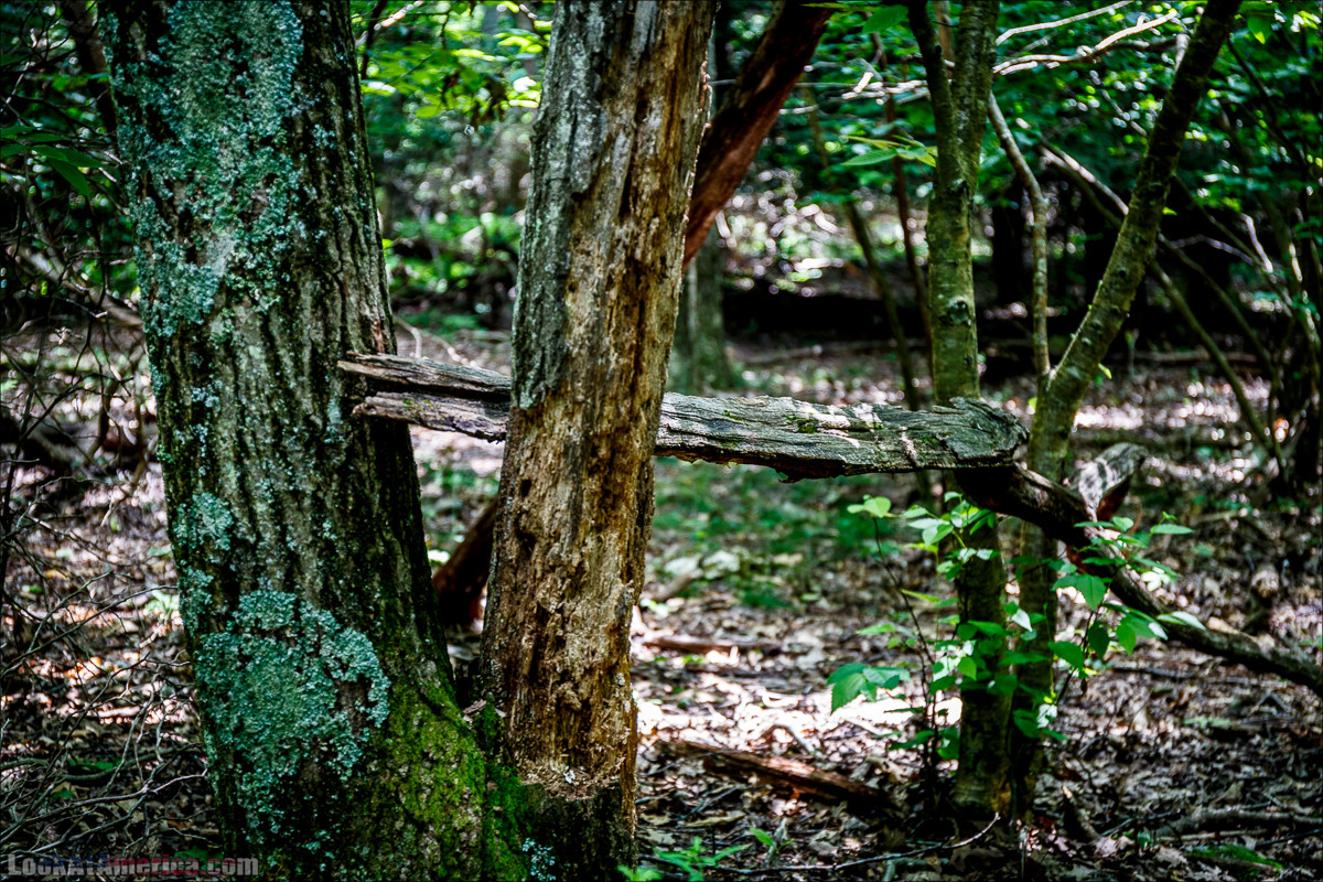 Национальный парк Шенандоа | Shenandoah national park | LookAtAmerica.com - Большое Американское путешествие LookAtIsrael.com