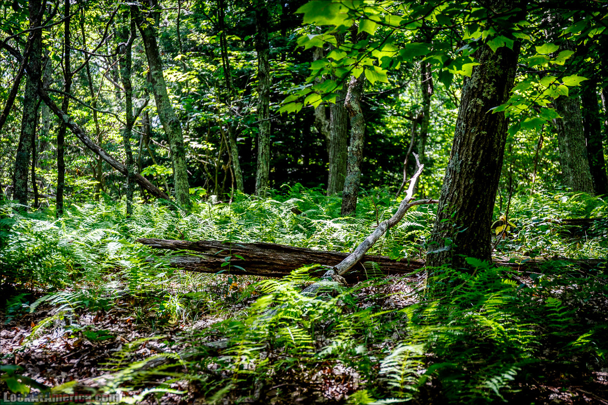 Национальный парк Шенандоа | Shenandoah national park | LookAtAmerica.com - Большое Американское путешествие LookAtIsrael.com