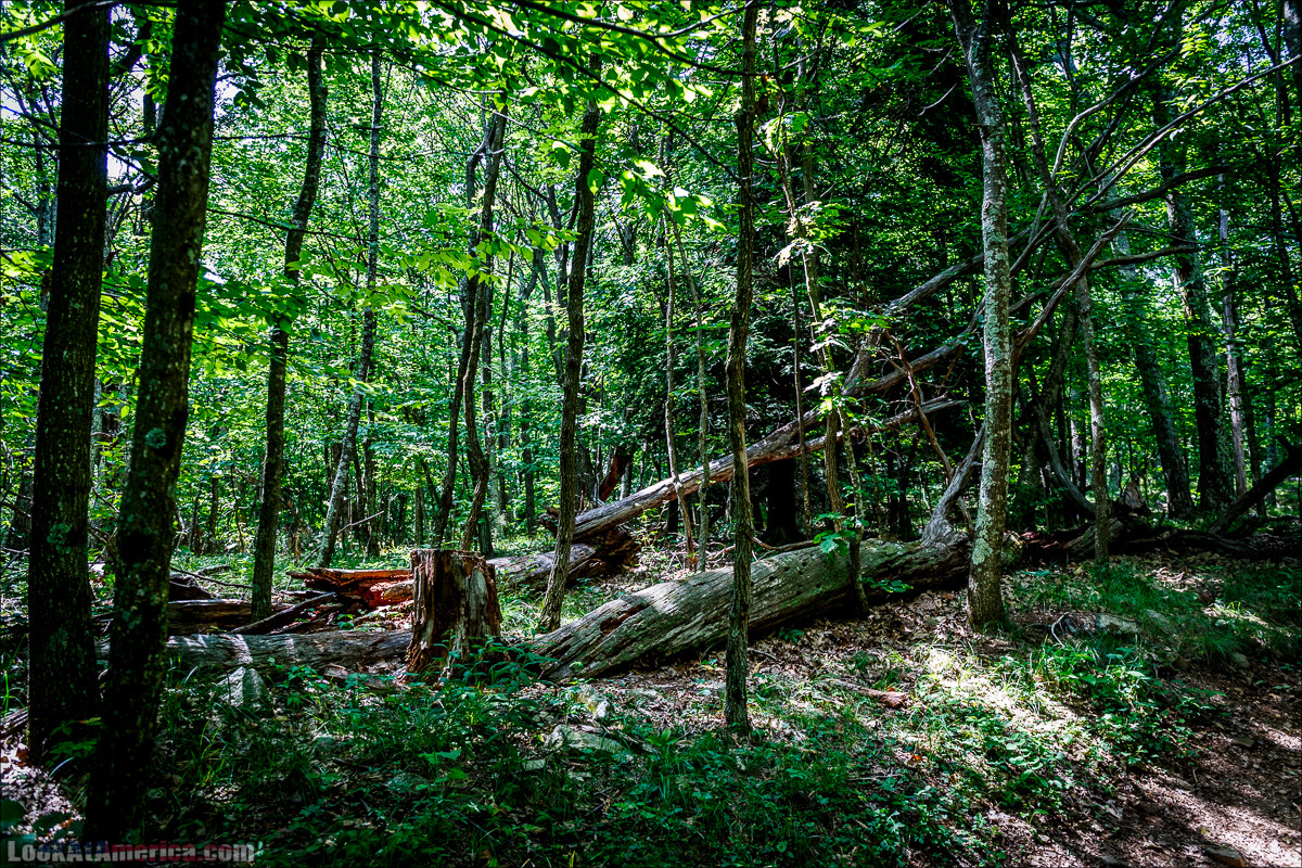Национальный парк Шенандоа | Shenandoah national park | LookAtAmerica.com - Большое Американское путешествие LookAtIsrael.com