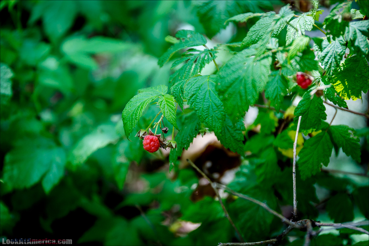 Национальный парк Шенандоа | Shenandoah national park | LookAtAmerica.com - Большое Американское путешествие LookAtIsrael.com