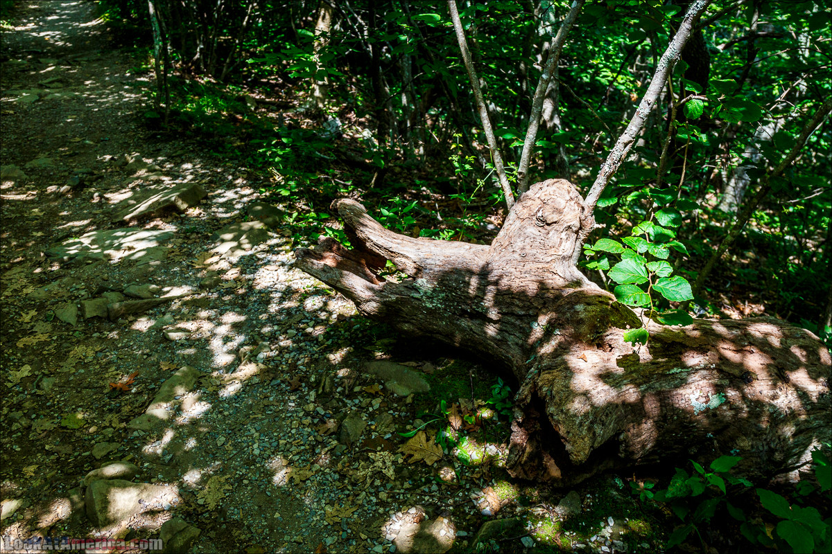 Национальный парк Шенандоа | Shenandoah national park | LookAtAmerica.com - Большое Американское путешествие LookAtIsrael.com