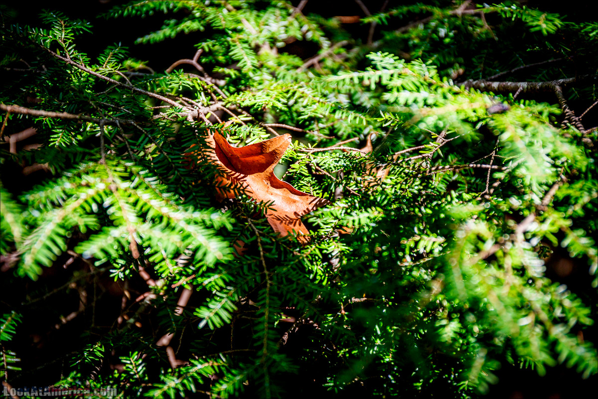 Национальный парк Шенандоа | Shenandoah national park | LookAtAmerica.com - Большое Американское путешествие LookAtIsrael.com