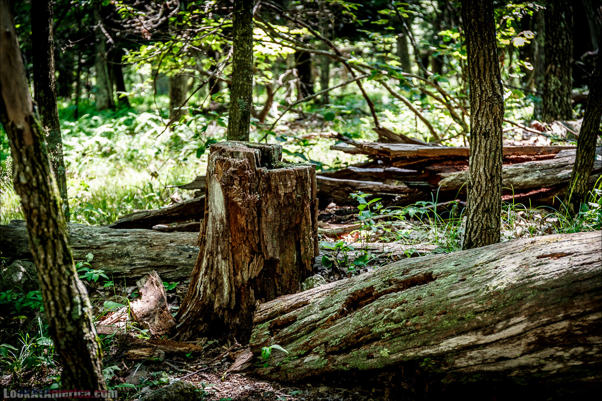 Национальный парк Шенандоа | Shenandoah national park | LookAtAmerica.com - Большое Американское путешествие LookAtIsrael.com