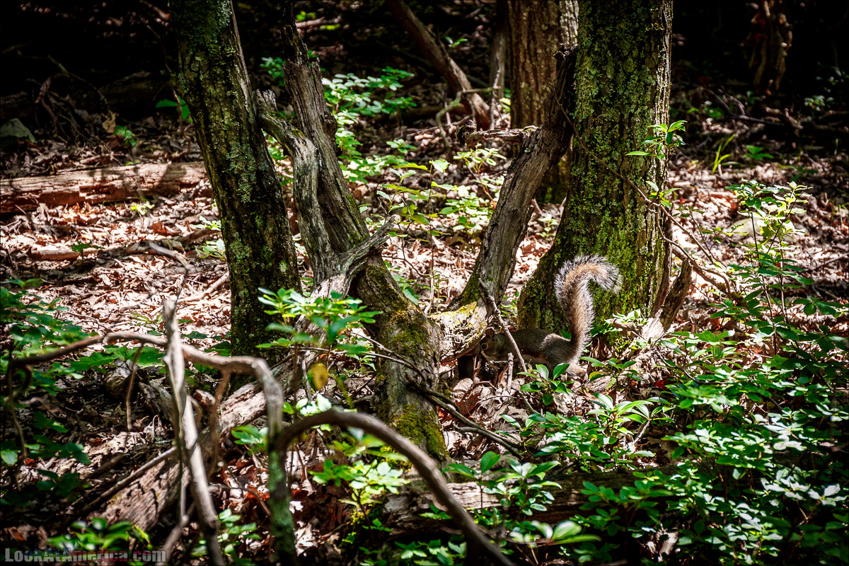 Национальный парк Шенандоа | Shenandoah national park | LookAtAmerica.com - Большое Американское путешествие LookAtIsrael.com