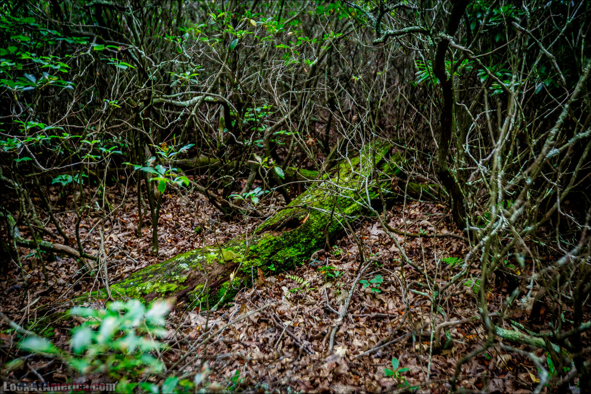 Национальный парк Шенандоа | Shenandoah national park | LookAtAmerica.com - Большое Американское путешествие LookAtIsrael.com
