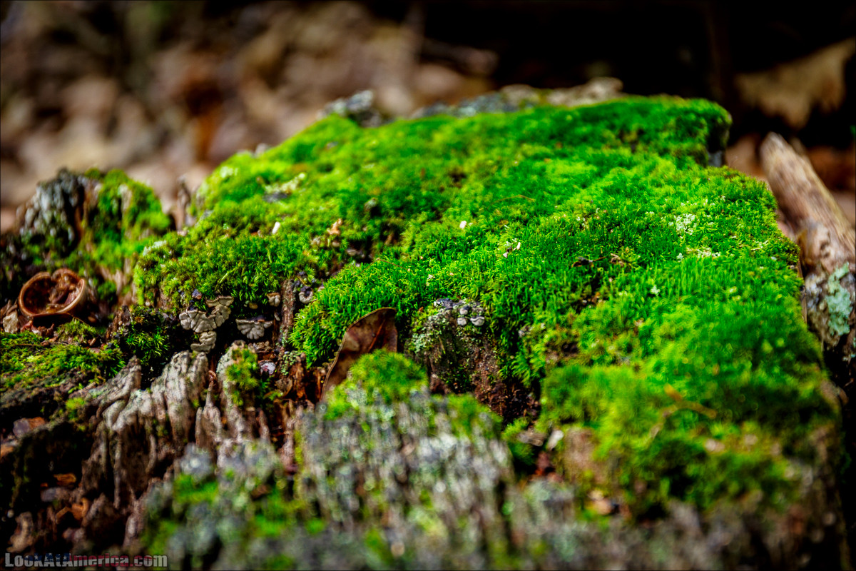 Национальный парк Шенандоа | Shenandoah national park | LookAtAmerica.com - Большое Американское путешествие LookAtIsrael.com