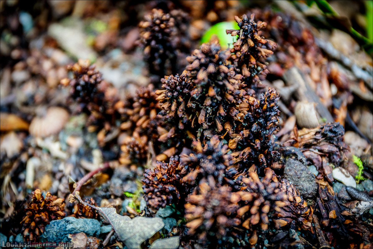 Национальный парк Шенандоа | Shenandoah national park | LookAtAmerica.com - Большое Американское путешествие LookAtIsrael.com