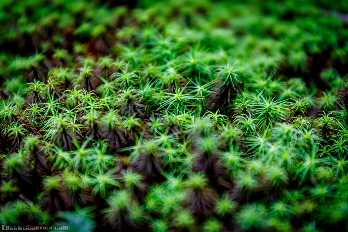 Национальный парк Шенандоа | Shenandoah national park | LookAtAmerica.com - Большое Американское путешествие LookAtIsrael.com