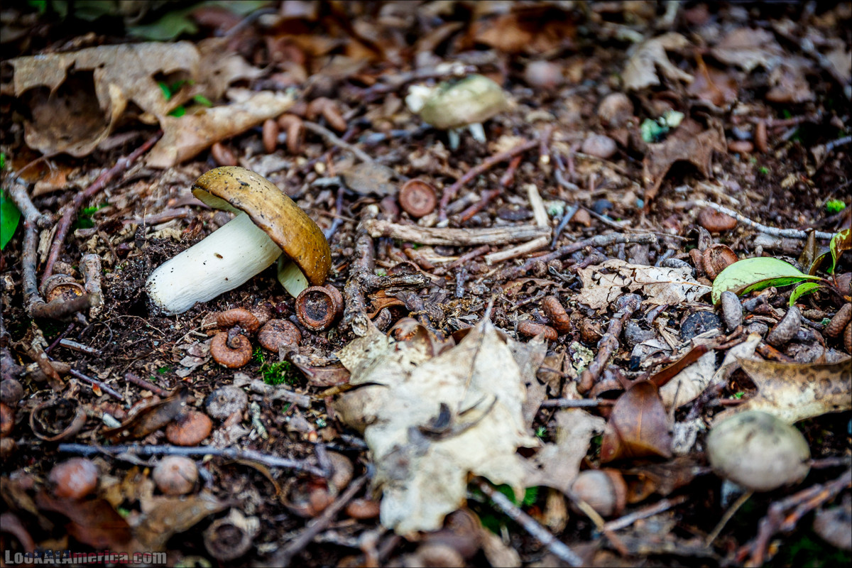 Национальный парк Шенандоа | Shenandoah national park | LookAtAmerica.com - Большое Американское путешествие LookAtIsrael.com