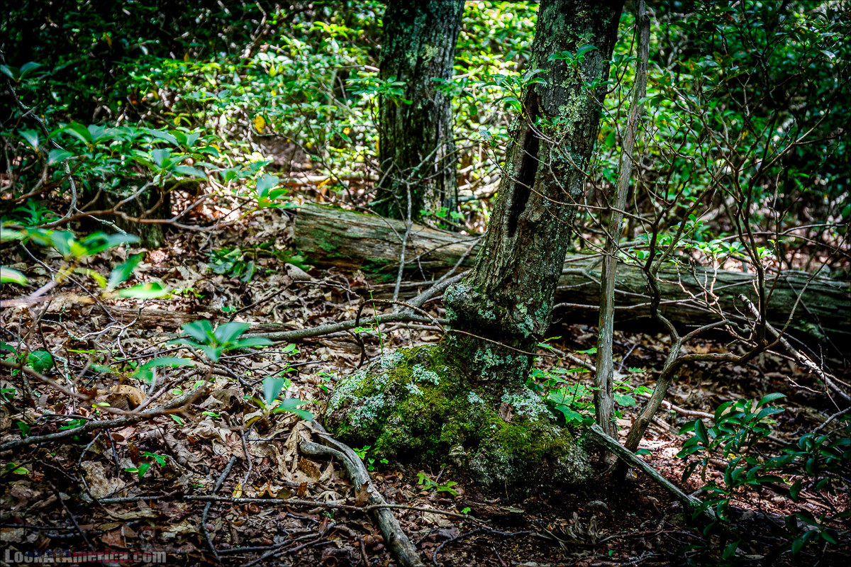 Национальный парк Шенандоа | Shenandoah national park | LookAtAmerica.com - Большое Американское путешествие LookAtIsrael.com