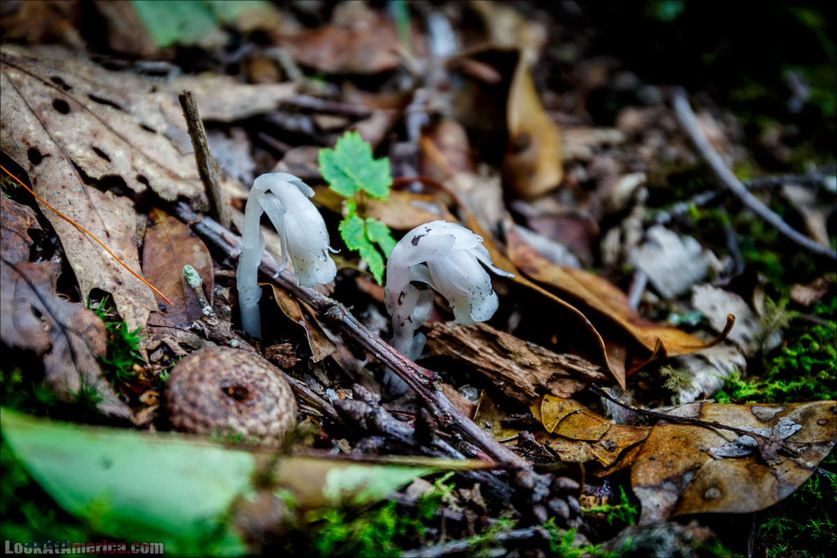 Национальный парк Шенандоа | Shenandoah national park | LookAtAmerica.com - Большое Американское путешествие LookAtIsrael.com