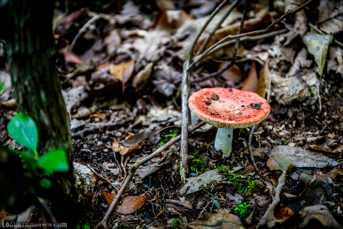 Национальный парк Шенандоа | Shenandoah national park | LookAtAmerica.com - Большое Американское путешествие LookAtIsrael.com