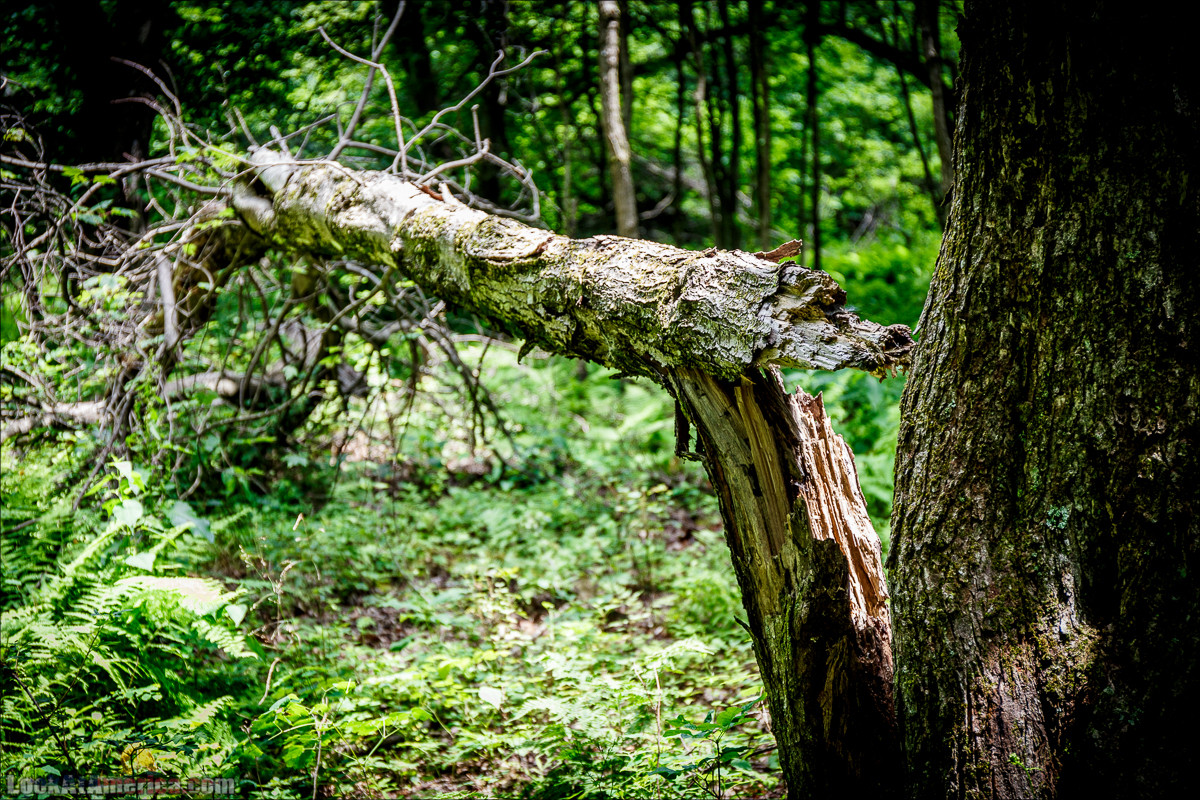 Национальный парк Шенандоа | Shenandoah national park | LookAtAmerica.com - Большое Американское путешествие LookAtIsrael.com