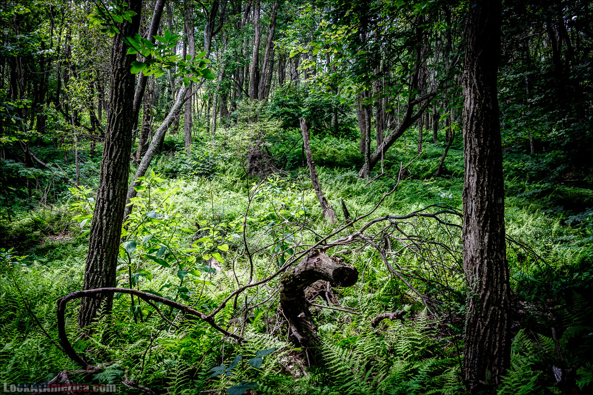 Национальный парк Шенандоа | Shenandoah national park | LookAtAmerica.com - Большое Американское путешествие LookAtIsrael.com