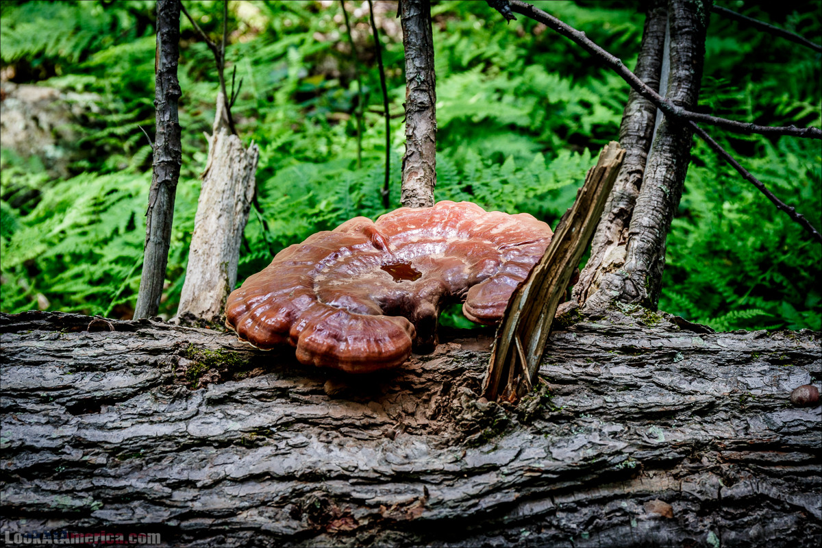 Национальный парк Шенандоа | Shenandoah national park | LookAtAmerica.com - Большое Американское путешествие LookAtIsrael.com