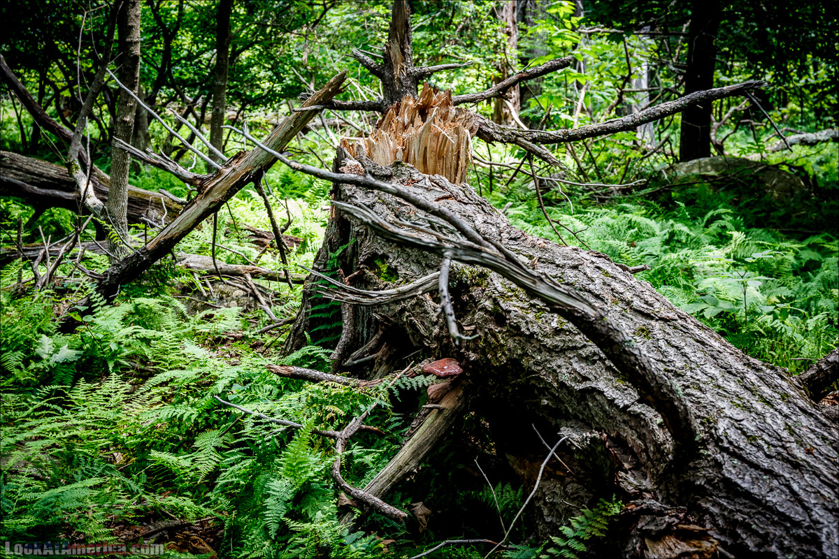 Национальный парк Шенандоа | Shenandoah national park | LookAtAmerica.com - Большое Американское путешествие LookAtIsrael.com