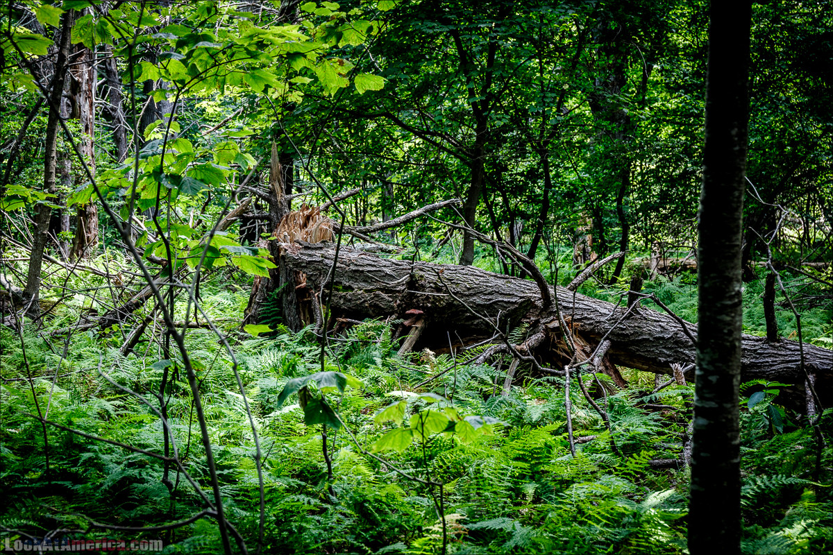 Национальный парк Шенандоа | Shenandoah national park | LookAtAmerica.com - Большое Американское путешествие LookAtIsrael.com