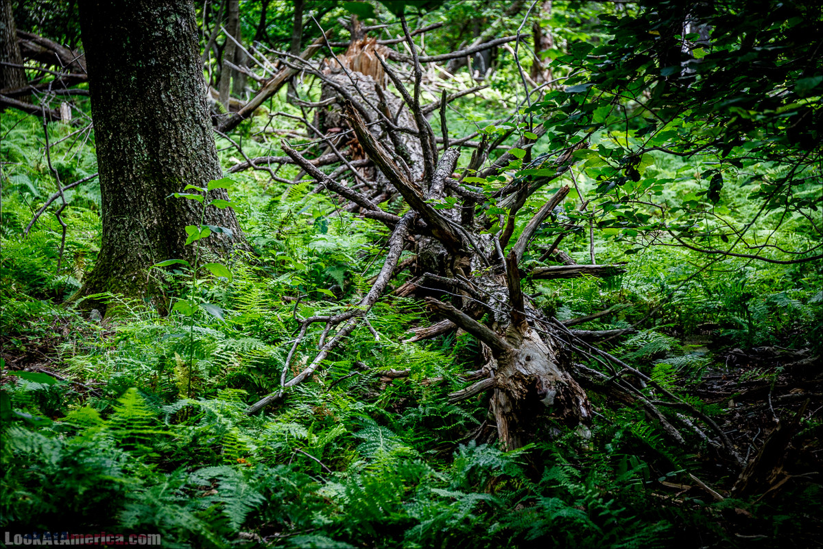 Национальный парк Шенандоа | Shenandoah national park | LookAtAmerica.com - Большое Американское путешествие LookAtIsrael.com