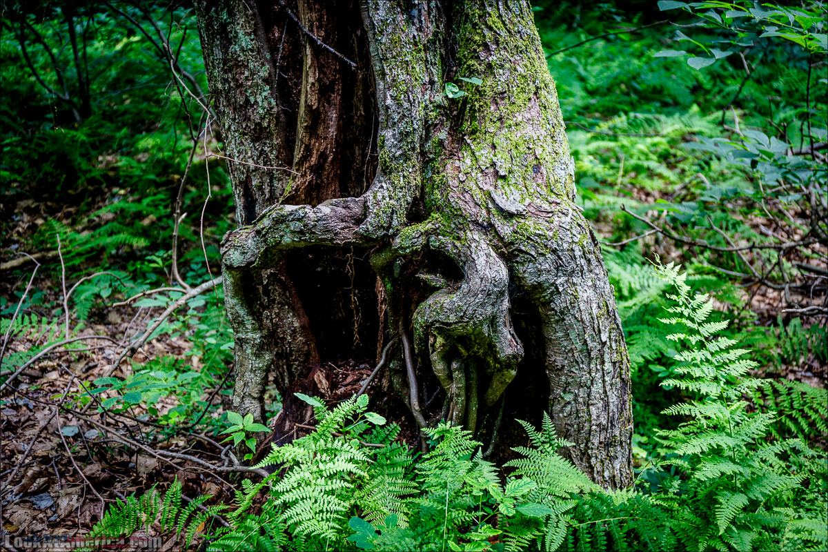 Национальный парк Шенандоа | Shenandoah national park | LookAtAmerica.com - Большое Американское путешествие LookAtIsrael.com