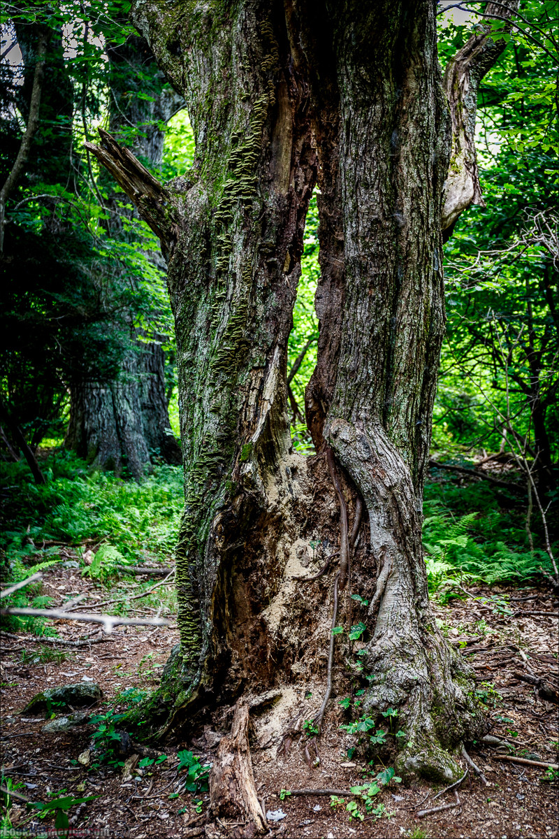 Национальный парк Шенандоа | Shenandoah national park | LookAtAmerica.com - Большое Американское путешествие LookAtIsrael.com