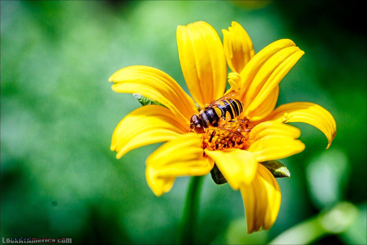Национальный парк Шенандоа | Shenandoah national park | LookAtAmerica.com - Большое Американское путешествие LookAtIsrael.com