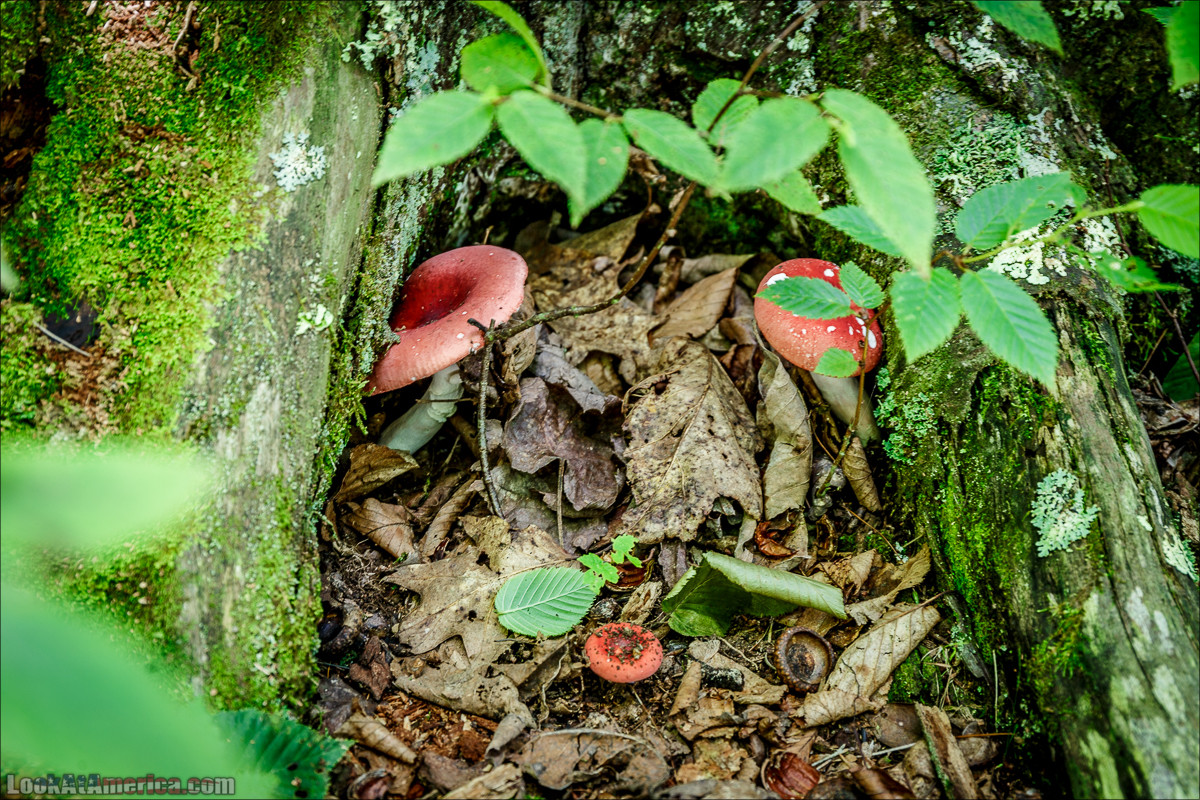 Национальный парк Шенандоа | Shenandoah national park | LookAtAmerica.com - Большое Американское путешествие LookAtIsrael.com