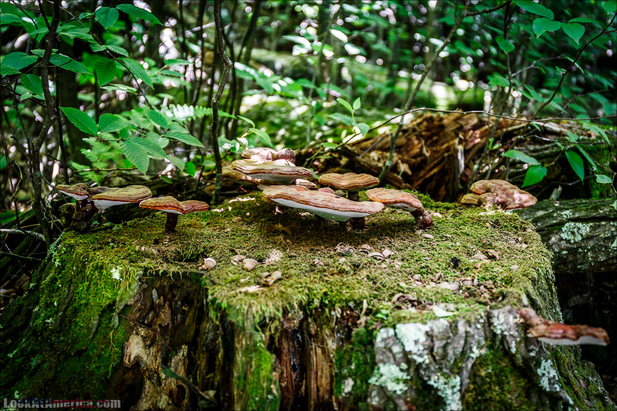 Национальный парк Шенандоа | Shenandoah national park | LookAtAmerica.com - Большое Американское путешествие LookAtIsrael.com
