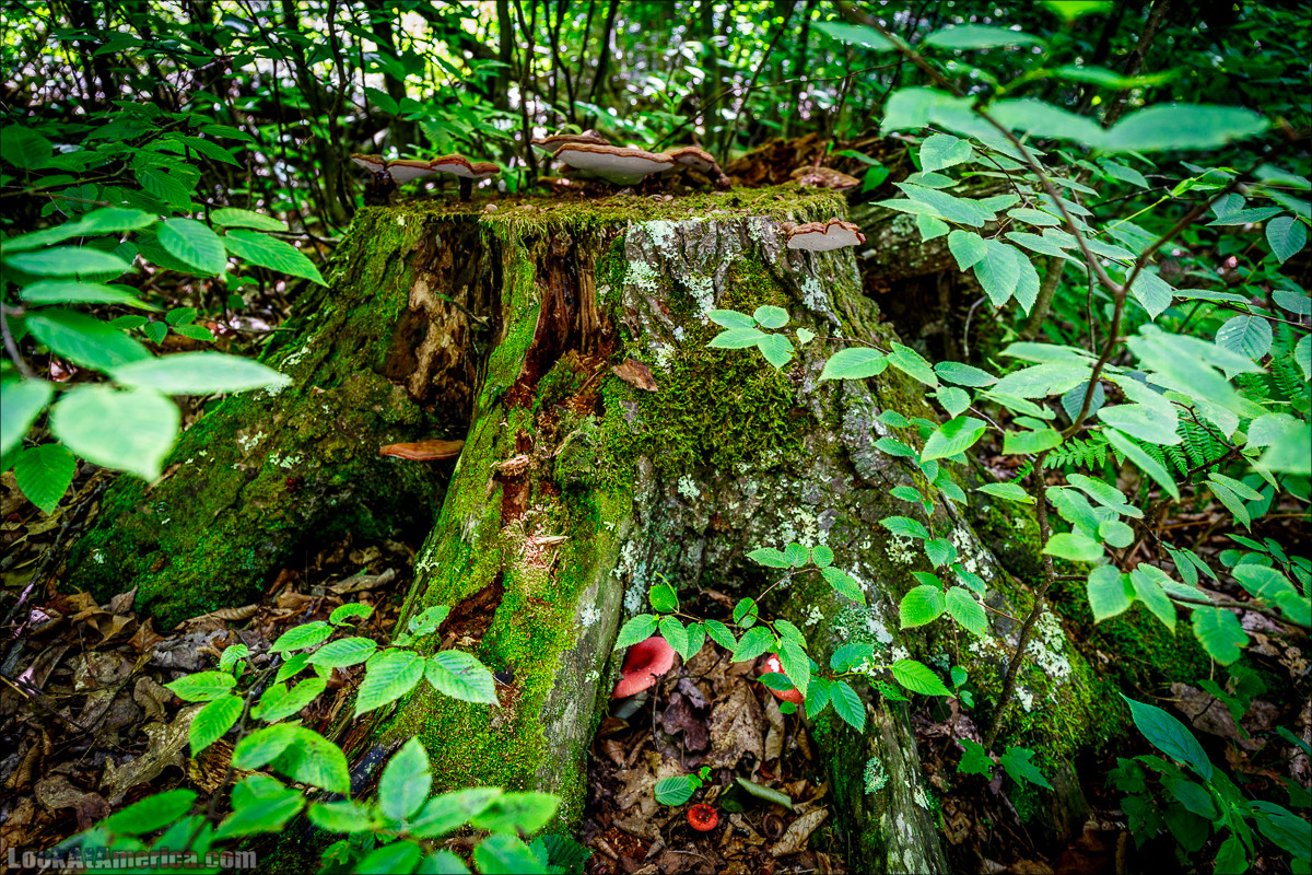 Национальный парк Шенандоа | Shenandoah national park | LookAtAmerica.com - Большое Американское путешествие LookAtIsrael.com