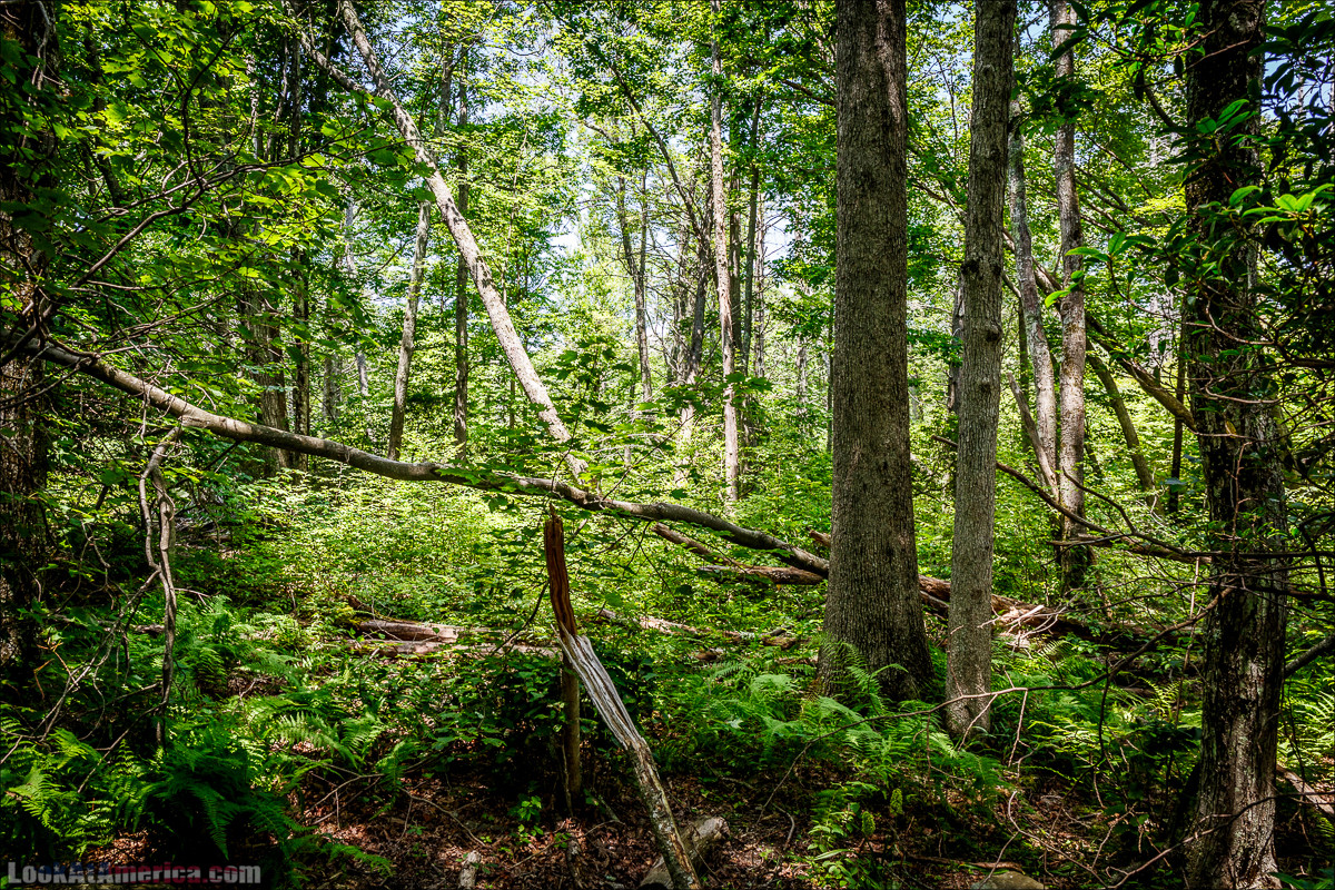 Национальный парк Шенандоа | Shenandoah national park | LookAtAmerica.com - Большое Американское путешествие LookAtIsrael.com