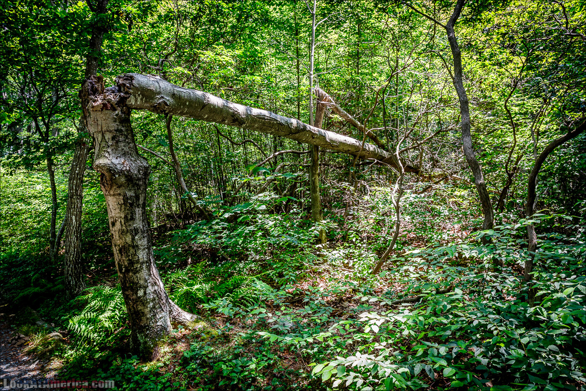 Национальный парк Шенандоа | Shenandoah national park | LookAtAmerica.com - Большое Американское путешествие LookAtIsrael.com