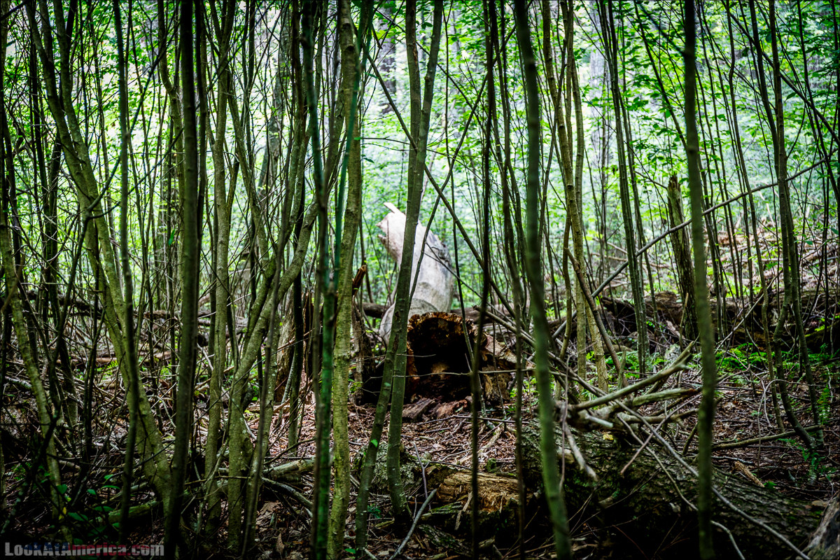 Национальный парк Шенандоа | Shenandoah national park | LookAtAmerica.com - Большое Американское путешествие LookAtIsrael.com