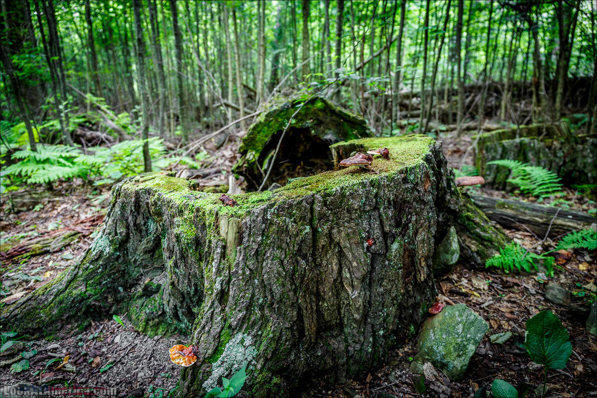 Национальный парк Шенандоа | Shenandoah national park | LookAtAmerica.com - Большое Американское путешествие LookAtIsrael.com