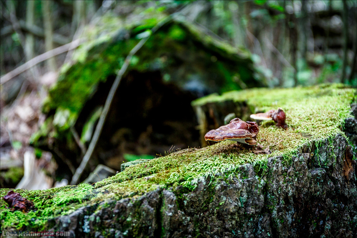 Национальный парк Шенандоа | Shenandoah national park | LookAtAmerica.com - Большое Американское путешествие LookAtIsrael.com