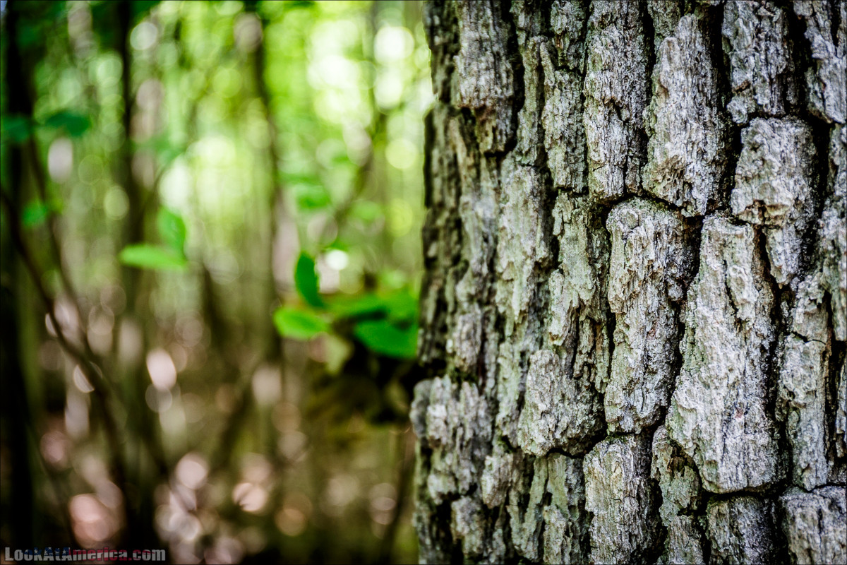 Национальный парк Шенандоа | Shenandoah national park | LookAtAmerica.com - Большое Американское путешествие LookAtIsrael.com