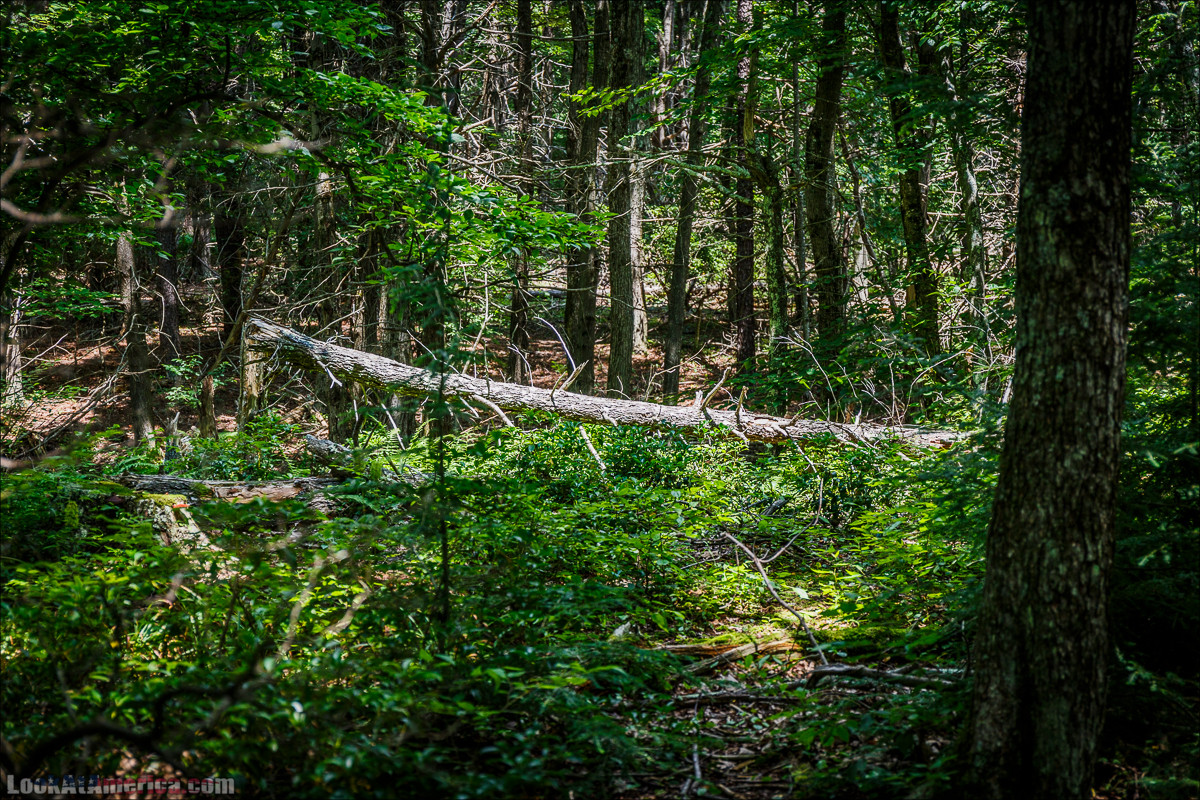 Национальный парк Шенандоа | Shenandoah national park | LookAtAmerica.com - Большое Американское путешествие LookAtIsrael.com