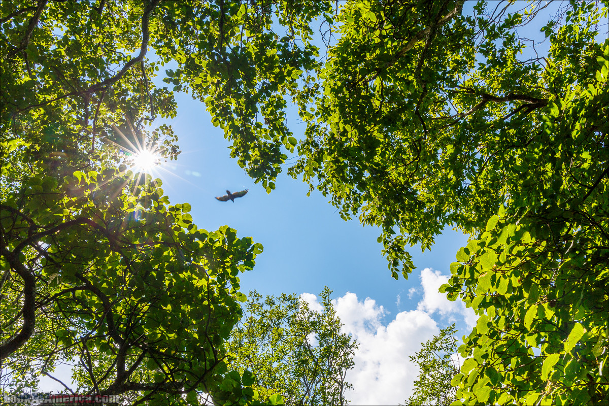 Национальный парк Шенандоа | Shenandoah national park | LookAtAmerica.com - Большое Американское путешествие LookAtIsrael.com