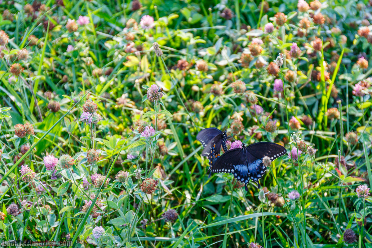 Национальный парк Шенандоа | Shenandoah national park | LookAtAmerica.com - Большое Американское путешествие LookAtIsrael.com