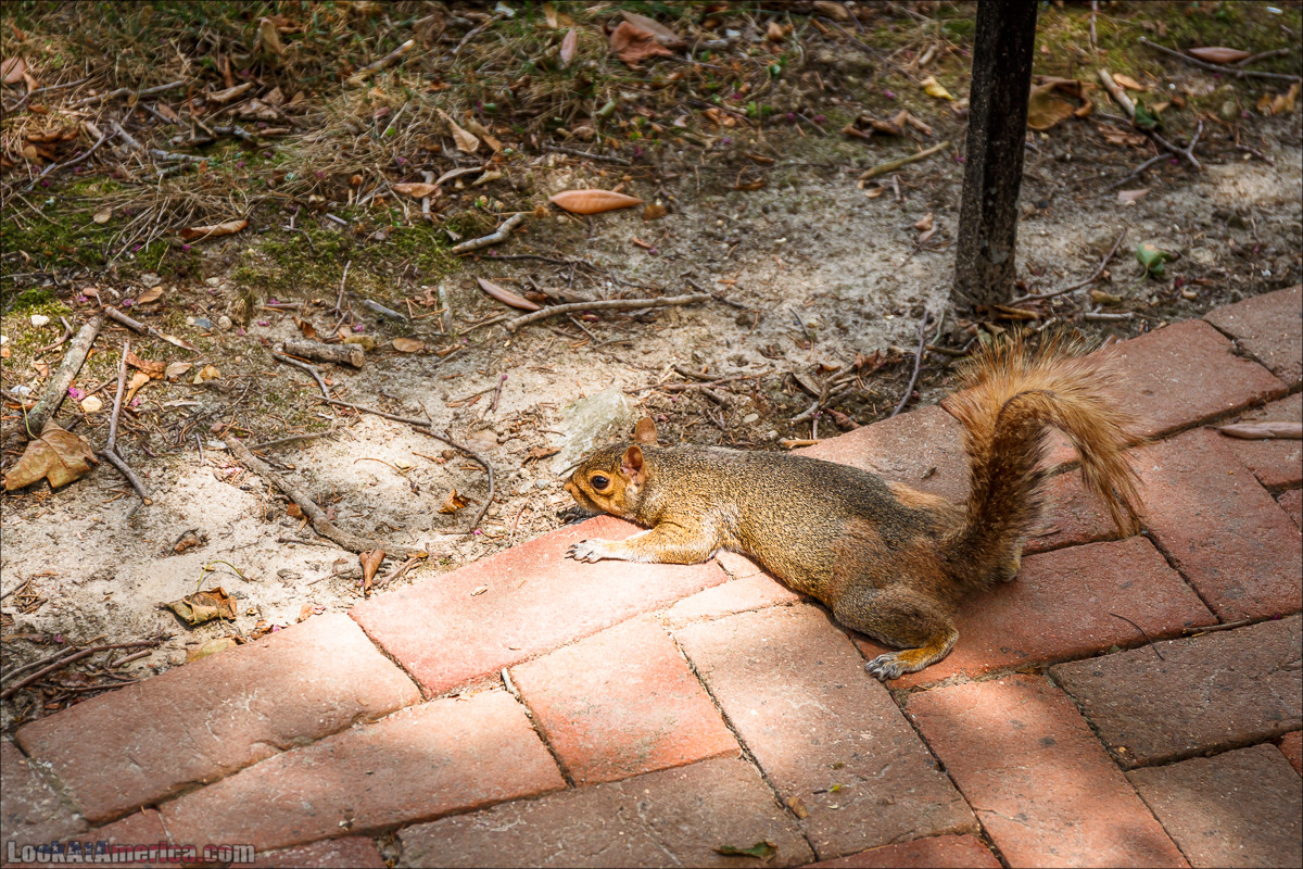 Колониальный Вилльямсбург (Уильямсбург) | LookAtAmerica.com - Большое Американское путешествие LookAtIsrael.com