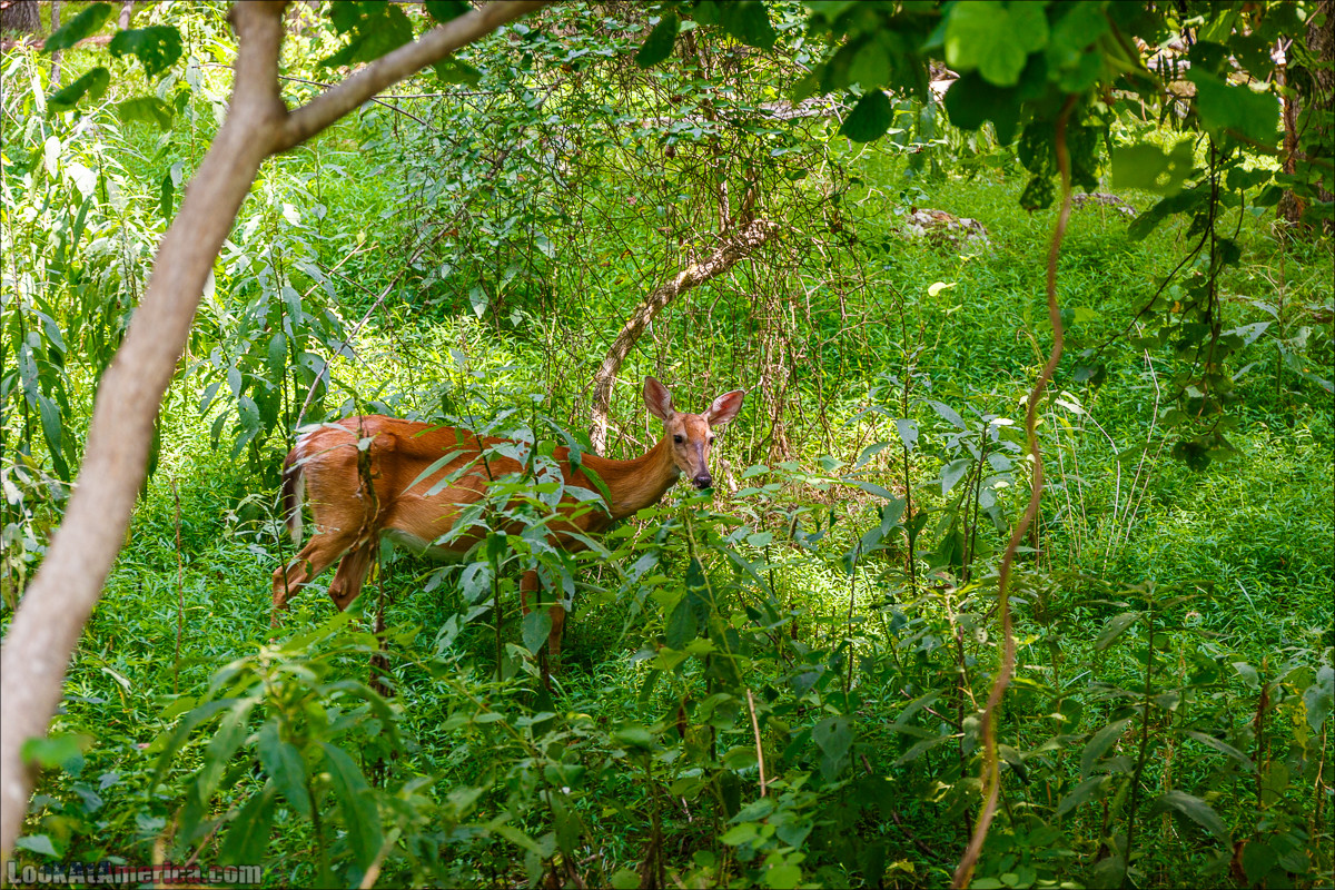 Водопады на реке Патомак. Национальный парк Грейт Фолс | Great Falls of Patowmack | LookAtAmerica.com - Большое Американское путешествие LookAtIsrael.com