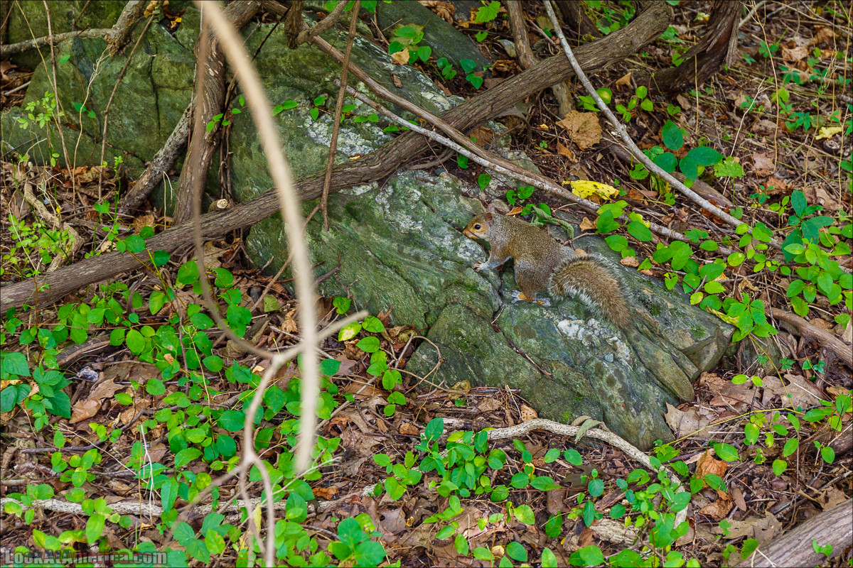 Водопады на реке Патомак. Национальный парк Грейт Фолс | Great Falls of Patowmack | LookAtAmerica.com - Большое Американское путешествие LookAtIsrael.com