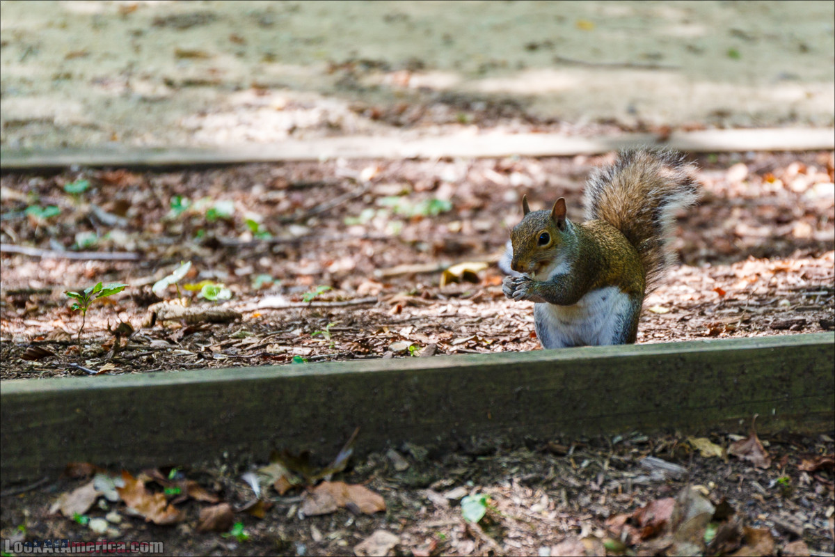 Водопады на реке Патомак. Национальный парк Грейт Фолс | Great Falls of Patowmack | LookAtAmerica.com - Большое Американское путешествие LookAtIsrael.com