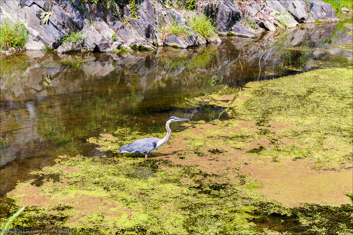 Водопады на реке Патомак. Национальный парк Грейт Фолс | Great Falls of Patowmack | LookAtAmerica.com - Большое Американское путешествие LookAtIsrael.com