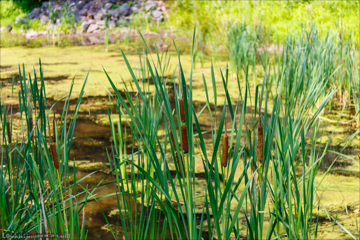 Водопады на реке Патомак. Национальный парк Грейт Фолс | Great Falls of Patowmack | LookAtAmerica.com - Большое Американское путешествие LookAtIsrael.com