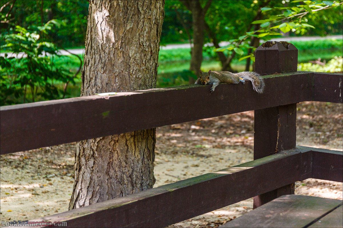 Водопады на реке Патомак. Национальный парк Грейт Фолс | Great Falls of Patowmack | LookAtAmerica.com - Большое Американское путешествие LookAtIsrael.com
